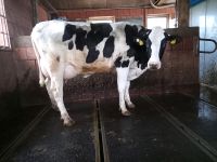 Milchkuh / Abgekalbte Färse, Rinder Niedersachsen - Freren Vorschau