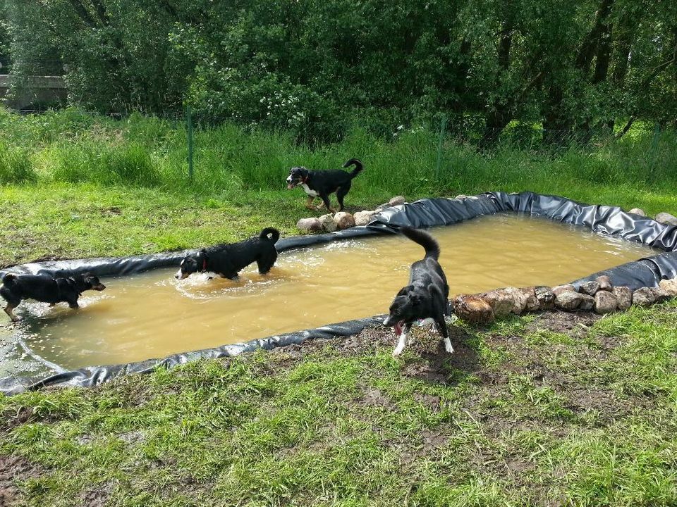 Teichfolie für Hunde - Hundeteich Hundepool Hundeschule Barrien in Schwanewede