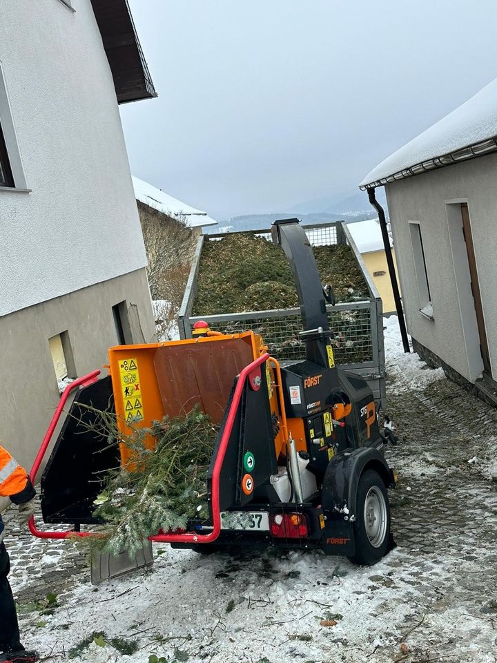 Baumfällung, Baumpflege, Seilklettertechnik, Problemfällung in Zwickau