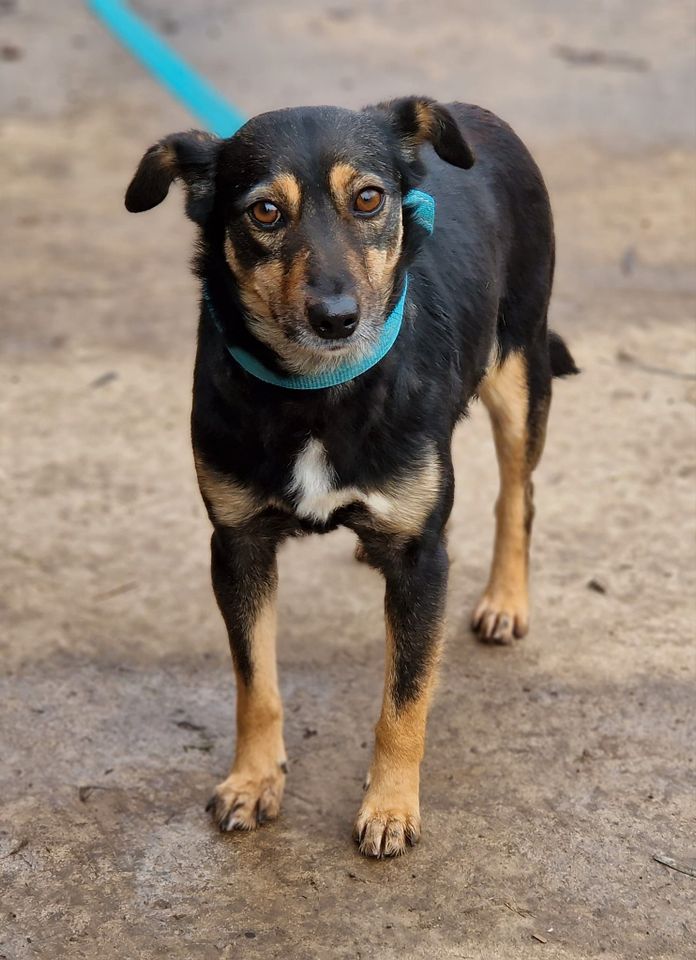 Bezaubernde kleine Hundedame Lollo/2J. in Düsseldorf in Düsseldorf