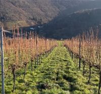 Riesling Weinberg Alt&junge Reben Draht Oberdiebacher Fürstenberg Rheinland-Pfalz - Oberdiebach Vorschau