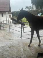 Reitbeteligung, Pflegebeteiligung Baden-Württemberg - Bodnegg Vorschau