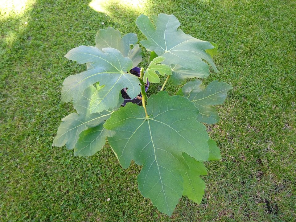 Feige Feigenbaum Feigen Baum in Fürstenzell