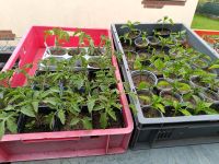 Alles muss raus , pflanzen , Tomaten 50 Cent , Weißkohl Niedersachsen - Braunschweig Vorschau