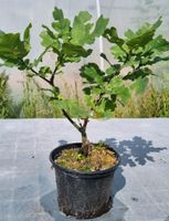 Eichen-Pre-Bonsai,  Eichenbaum , Quercus  sp.  im 1 Liter Topf Nordrhein-Westfalen - Solingen Vorschau