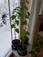 Zitronenblattbaum, australischer, 4 Pflanzen München - Trudering-Riem Vorschau