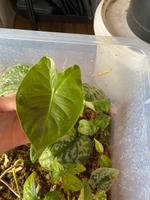 Alocasia Golden Bone Bayern - Großkarolinenfeld Vorschau