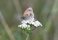 Heimische Wildpflanze: Insektenweide - Schafgarbe Berlin - Charlottenburg Vorschau