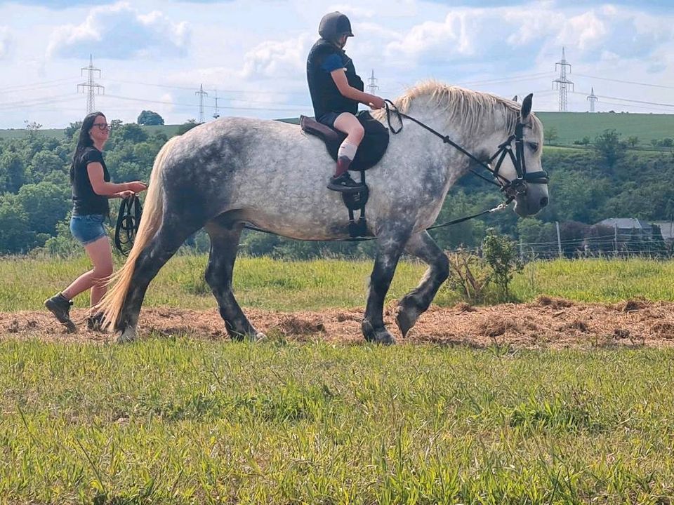 Kinderreiten, Reitstunden in Laucha an der Unstrut