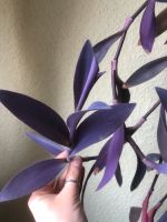 Ableger Pflanze tradescantia pallida mexikanische Dreimasterblume Nordrhein-Westfalen - Schwerte Vorschau