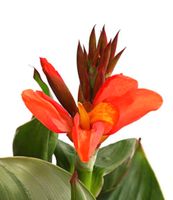 Canna rot/ gelb / Indisches Blumenrohr/ Pflanzen Bayern - Oberasbach Vorschau