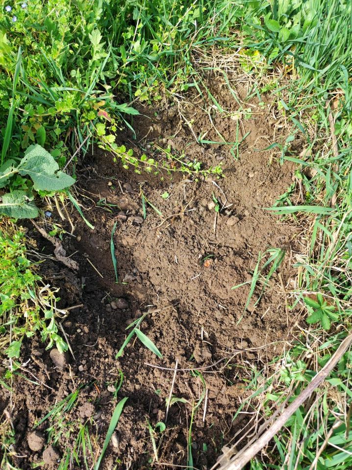 Humus Erde in Burgheim