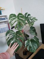 Bewurzelte Ableger meiner Monstera Variegata Sachsen - Bautzen Vorschau