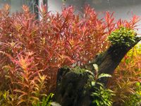 Aquarium Pflanze - Rotala Blood Red ‚Singapore‘ Nordrhein-Westfalen - Kerpen Vorschau