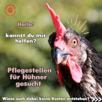 Dringend Pflegestelle für Hühner gesucht! Nordrhein-Westfalen - Dormagen Vorschau