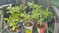 selbst gezogene Tomaten PFLANZEN selbstgezogene Tomatenpflanzen Brandenburg - Cottbus Vorschau