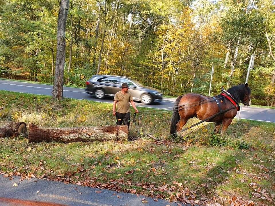 Holzrücker, Holzrücken mit Pferden ,Holzrückung mit Pferd in Spremberg