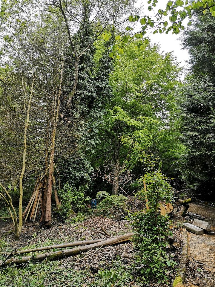 Stammholz Bauholz oder Brennholz Buche Kirsche Erle Lärche Ahorn in Deizisau 