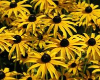Sonnenhut, Dahlien, Wunderblume Samen Bayern - Alteglofsheim Vorschau