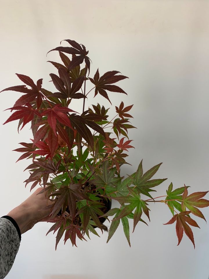 Japanischer Ahorn Orange Dream / Atropurpureum in Freiburg im Breisgau