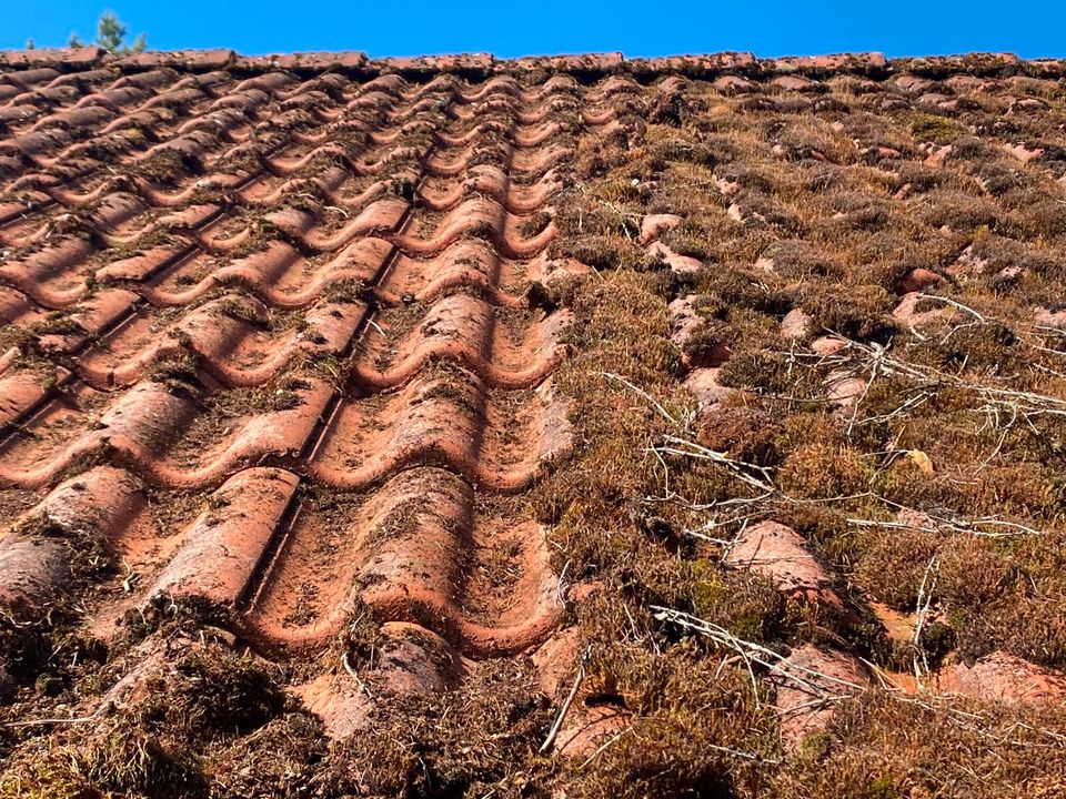 Dachreinigung Reetdach Dach Reinigung Dachsanierung in Lüdershagen