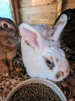 Kaninchen in liebevolle Hände abzugeben Nordrhein-Westfalen - Versmold Vorschau