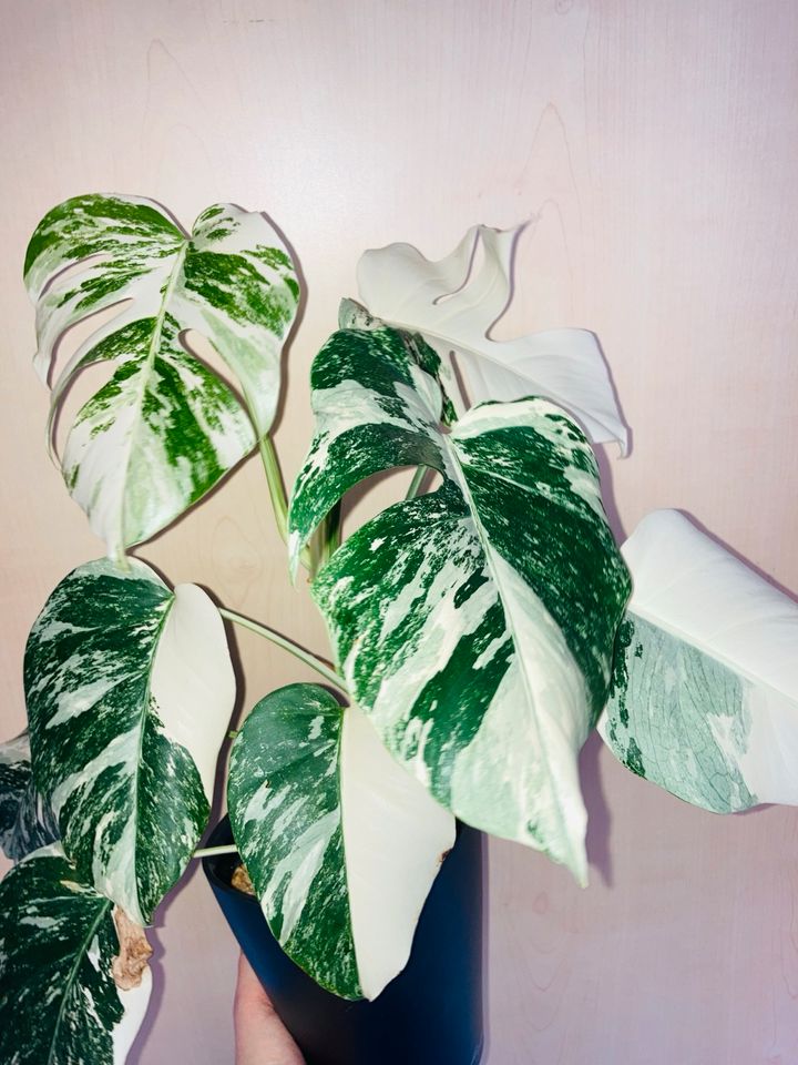 Monstera Variegata in Kelheim