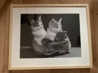 BILDER : Ikea: Katzen/ Magnettafel Konditorei/ Top Model… Schleswig-Holstein - Damp Vorschau