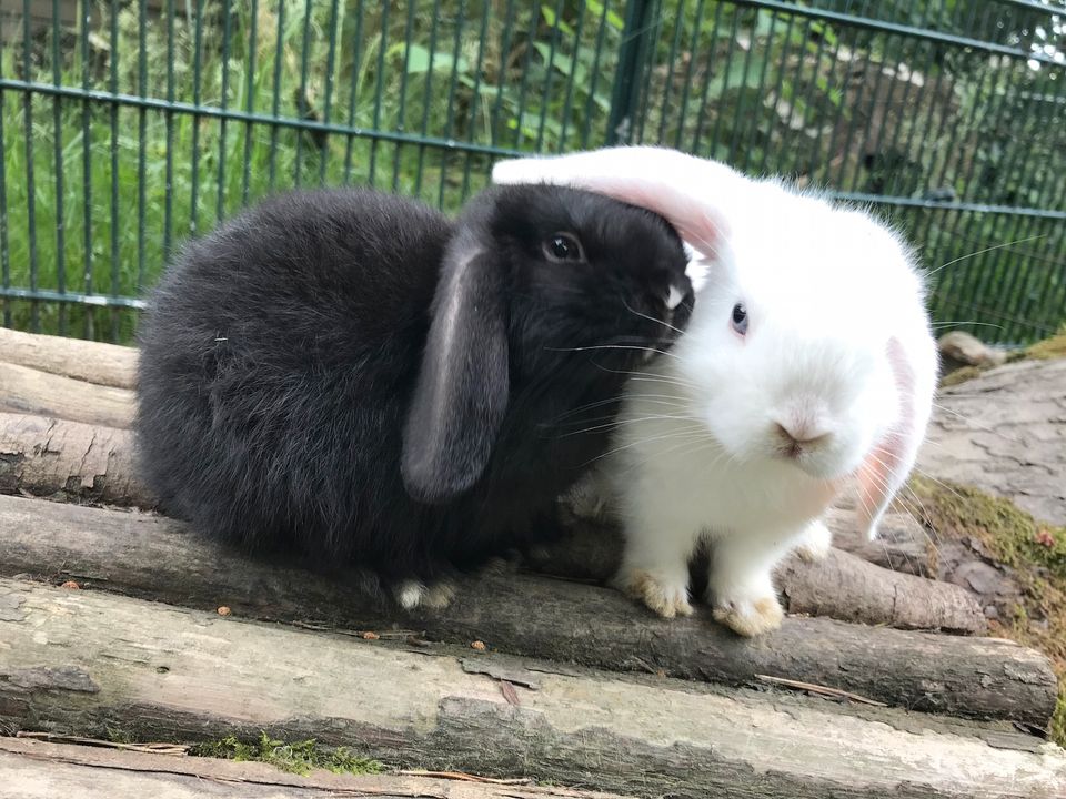 Mini Lops/Zwergwidder Kaninchen aus erfahrener, seriöser Zucht in Steinhagen