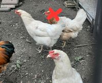 Hühner zum Verkauf Niedersachsen - Osterode am Harz Vorschau
