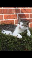 Unser Kater / Katze "Tiger" in Bassen entlaufen - Finderlohn - Niedersachsen - Oyten Vorschau