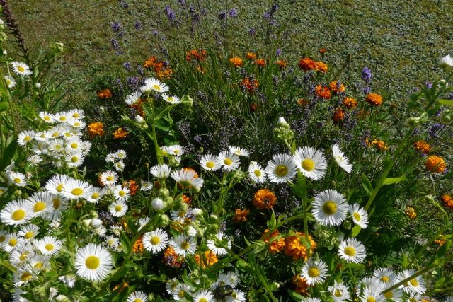 Akelei, Blumenstauden, Stauden, Blühstauden in Eggebek