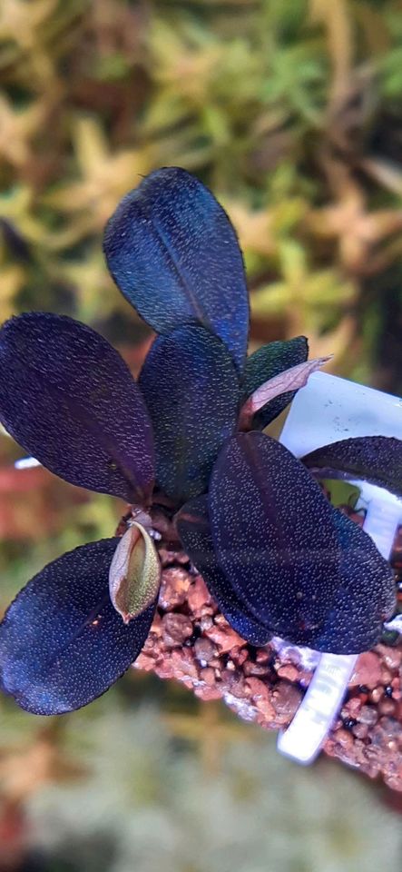 ❌Verkauft ❌⭐❤ Helena 2013 ❤⭐ Bucephalandra Aquarium Garnelen Nano in Freiburg im Breisgau