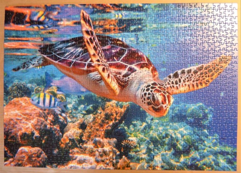 Puzzle 1000 Teile Meeresschildkröte in Bremen