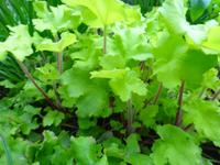 Heuchera Lime Marmalade Silberglöckchen winterharte Staude Niedersachsen - Bad Pyrmont Vorschau