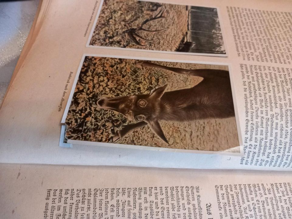 Zigaretten Bilder Sammelalbum, Aus Wald und Flur in Burghaun