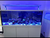 Meerwasser Aquarium Red Sea Max S 650l Berlin - Neukölln Vorschau