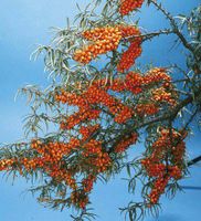 Sanddorn Hippophae rhamnoides weiblich Nordrhein-Westfalen - Simmerath Vorschau