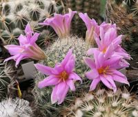 Sämlinge Mammillaria Hamatocactus Thelocactus Gymnocalycium Dresden - Dresden-Plauen Vorschau