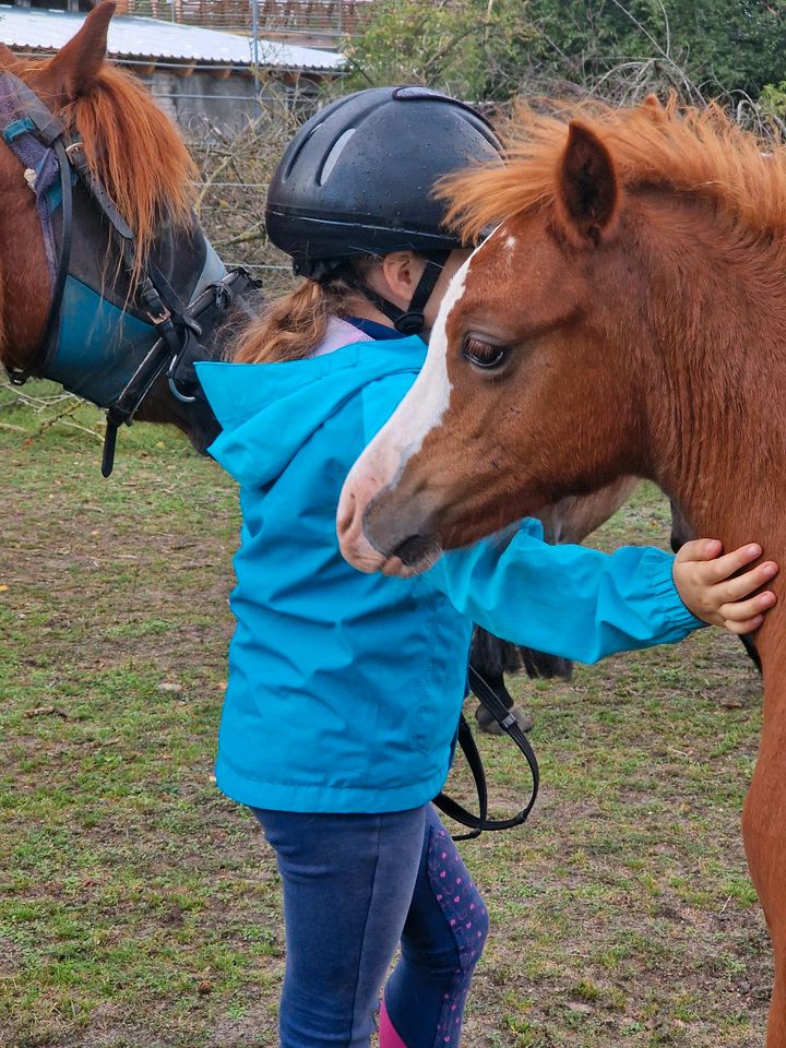 Welsh B Stutfohlen, Pony, Welsh Pony in Doberlug-Kirchhain