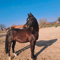 Reitbeteiligung [Pferd sucht Reiter] Niedersachsen - Moormerland Vorschau