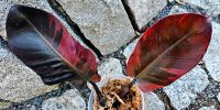 Philodendron Black Cardinal Variegata - M28 Hessen - Obertshausen Vorschau