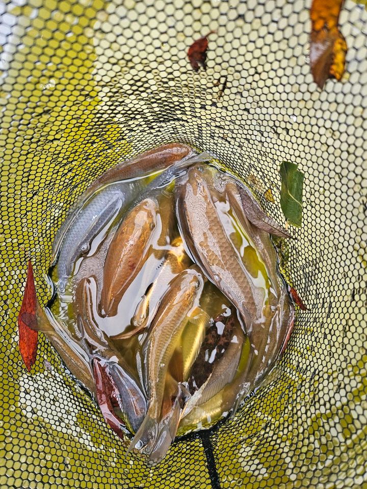 Kois jungfische ( koi teich Fische) in Neu Heinde