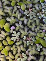 Wasserlinsen - Lemna minor und Algenfarn - Azolla filiculoides Nordrhein-Westfalen - Gelsenkirchen Vorschau