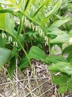 Maiglöckchen japanisches Salomonssiegel Pflanze Garten Blume Thüringen - Erfurt Vorschau