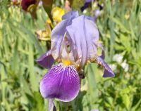 Eine ausgezeichnete Iris, die sich schnell vermehrt Berlin - Zehlendorf Vorschau