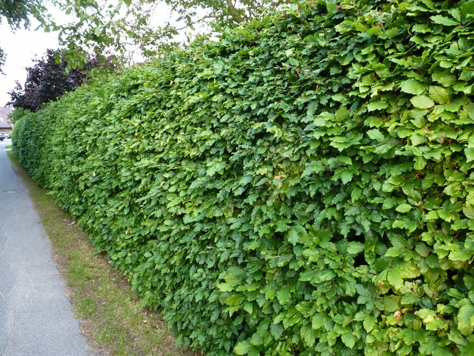 Hecke aus Hainbuche | Rotbuche | Feldahorn 50-80cm gro0, je 3,49€ in Ellerhoop