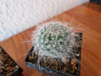 Mammilaria woodsii Saarbrücken-West - Klarenthal Vorschau