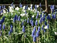 15 große Zwiebeln Traubenhyazinthen Muscari  Bergmännchen Baden-Württemberg - Oberderdingen Vorschau