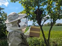 Bienenschwarm Sachsen-Anhalt - Nebra (Unstrut) Vorschau